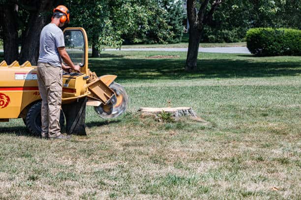 Completed tree work projects by Hillcrest Outdoor Services