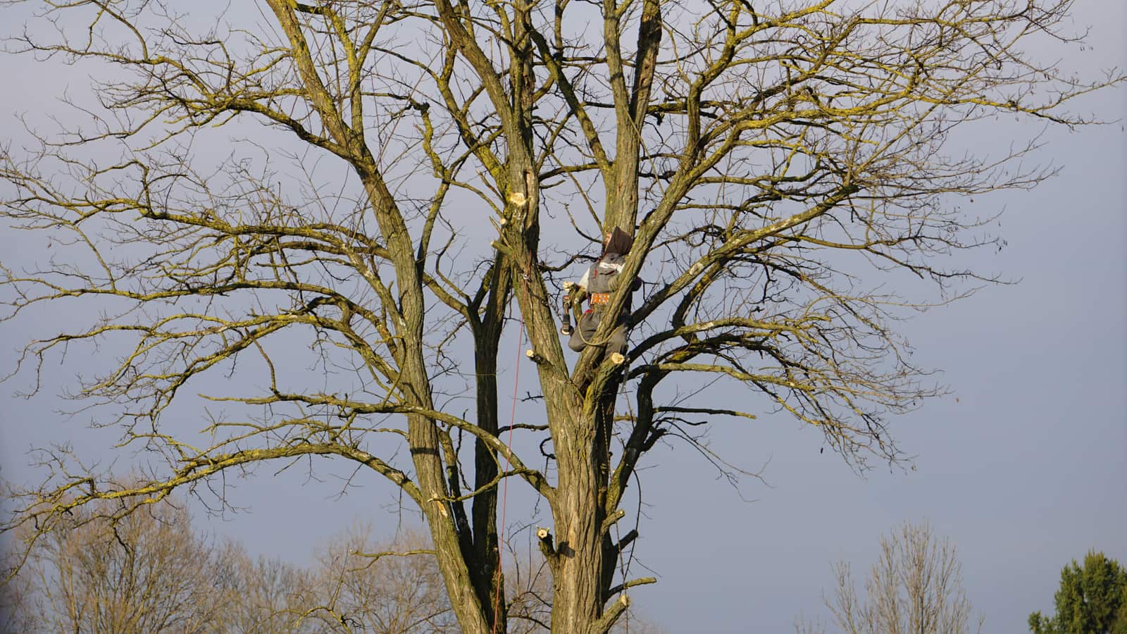 After — clean result post tree removal